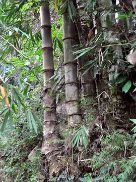 Image of giant bamboo