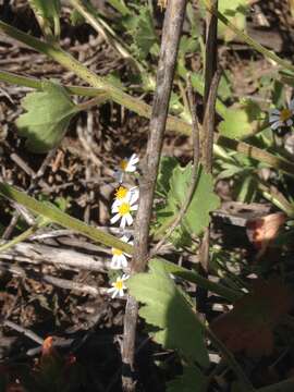 Image of Amauria rotundifolia Benth.