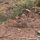 Sivun Tamiasciurus hudsonicus minnesota (J. A. Allen 1899) kuva