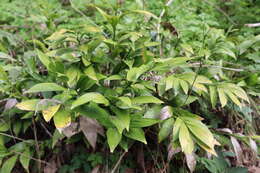 صورة Ruscus colchicus Yeo