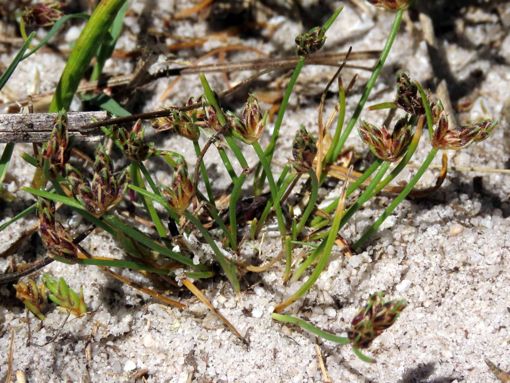 Image of Isolepis marginata (Thunb.) A. Dietr.