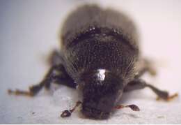 Image of Common pine shoot beetle