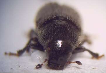 Image of Common pine shoot beetle