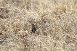 Image of Sumba Buttonquail