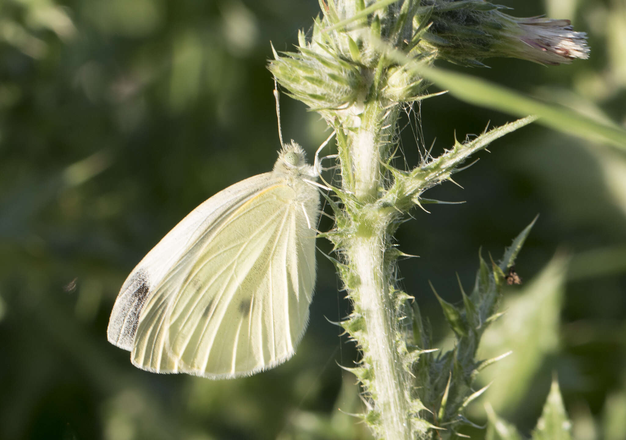 Image of small white