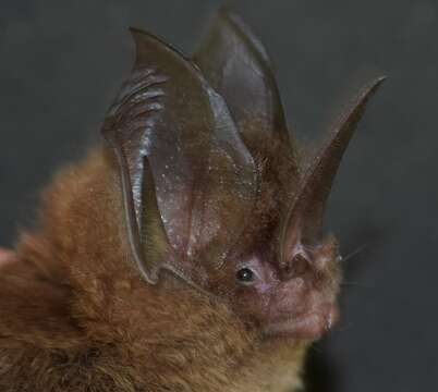 Image of Sword-nosed Bats.