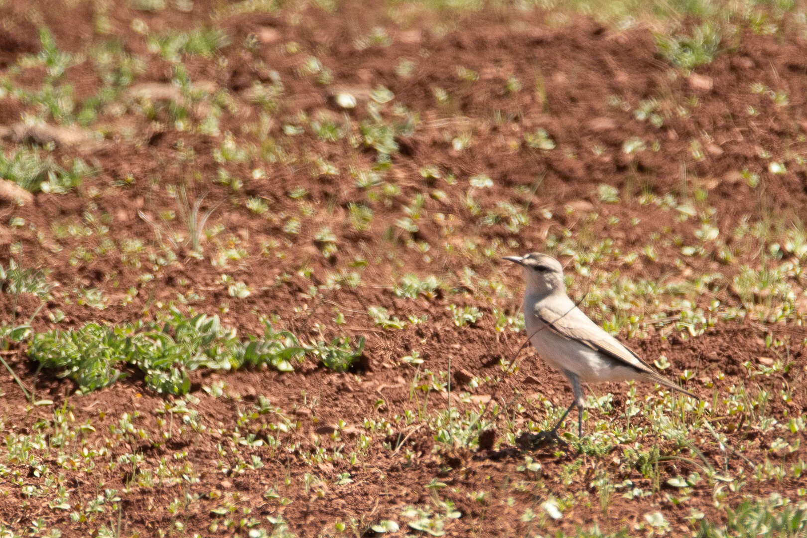 Image of Black-fronted Ground Tyrant