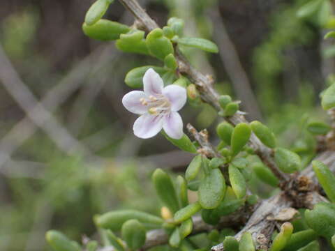 Image of Lycium elliotii Dammer