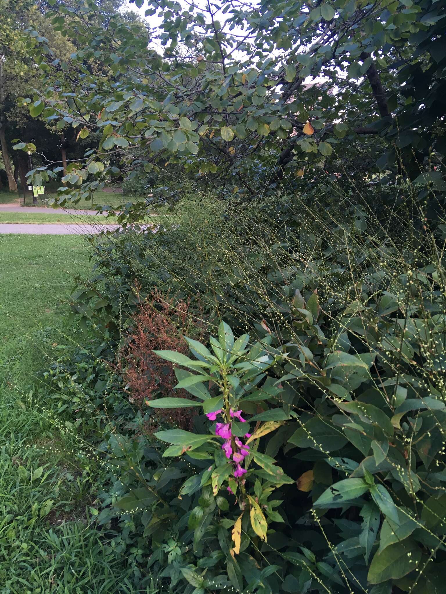 Image of spotted snapweed