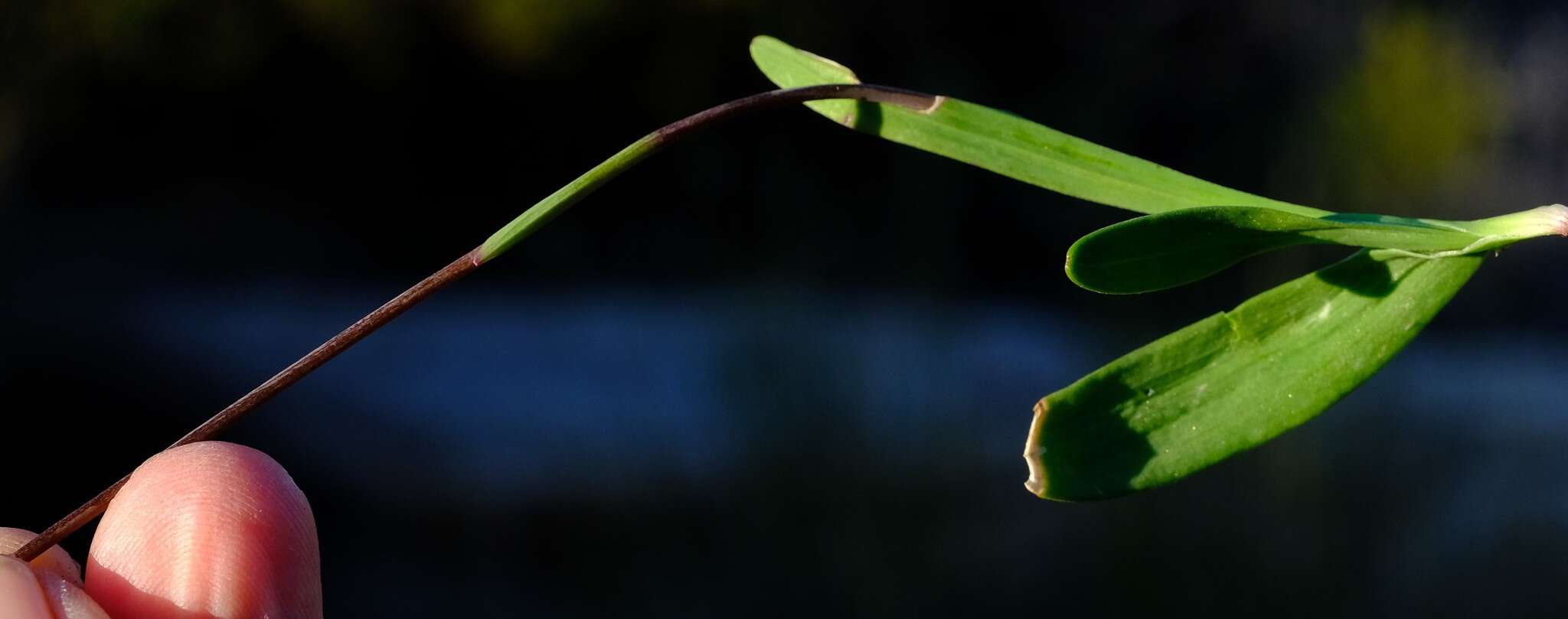 Image of Hesperantha cedarmontana Goldblatt