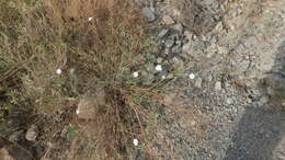 Image of soft bindweed