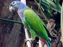 Image of Blue-headed Parrot