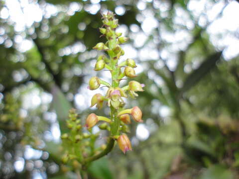 Imagem de Polystachya foliosa (Hook.) Rchb. fil.