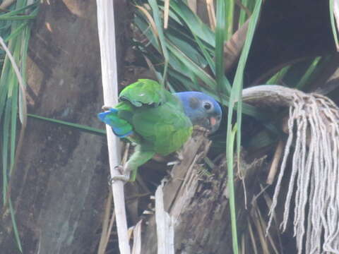 Image of Blue-headed Parrot