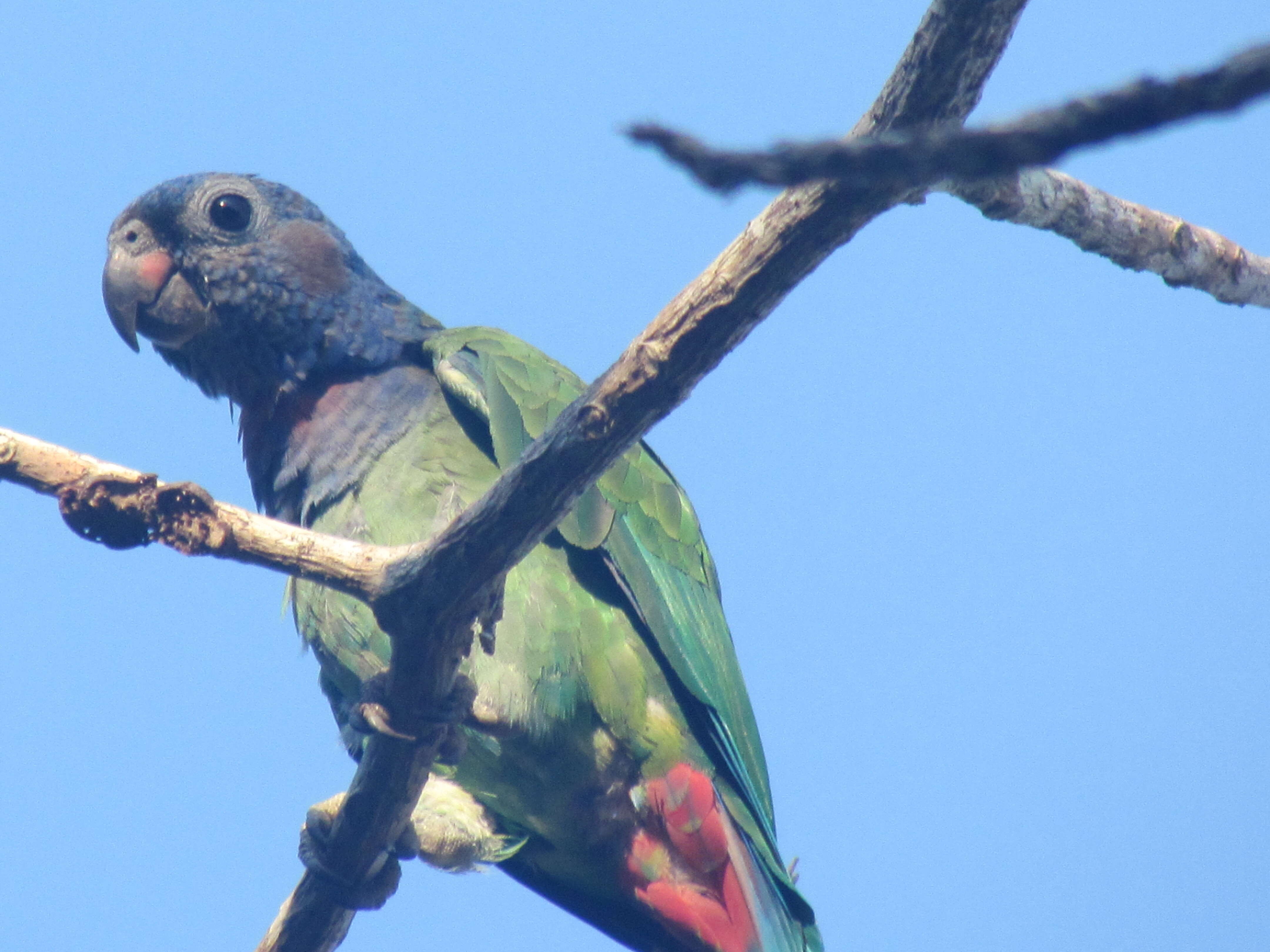 Image of Blue-headed Parrot