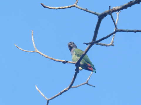 Image of Blue-headed Parrot