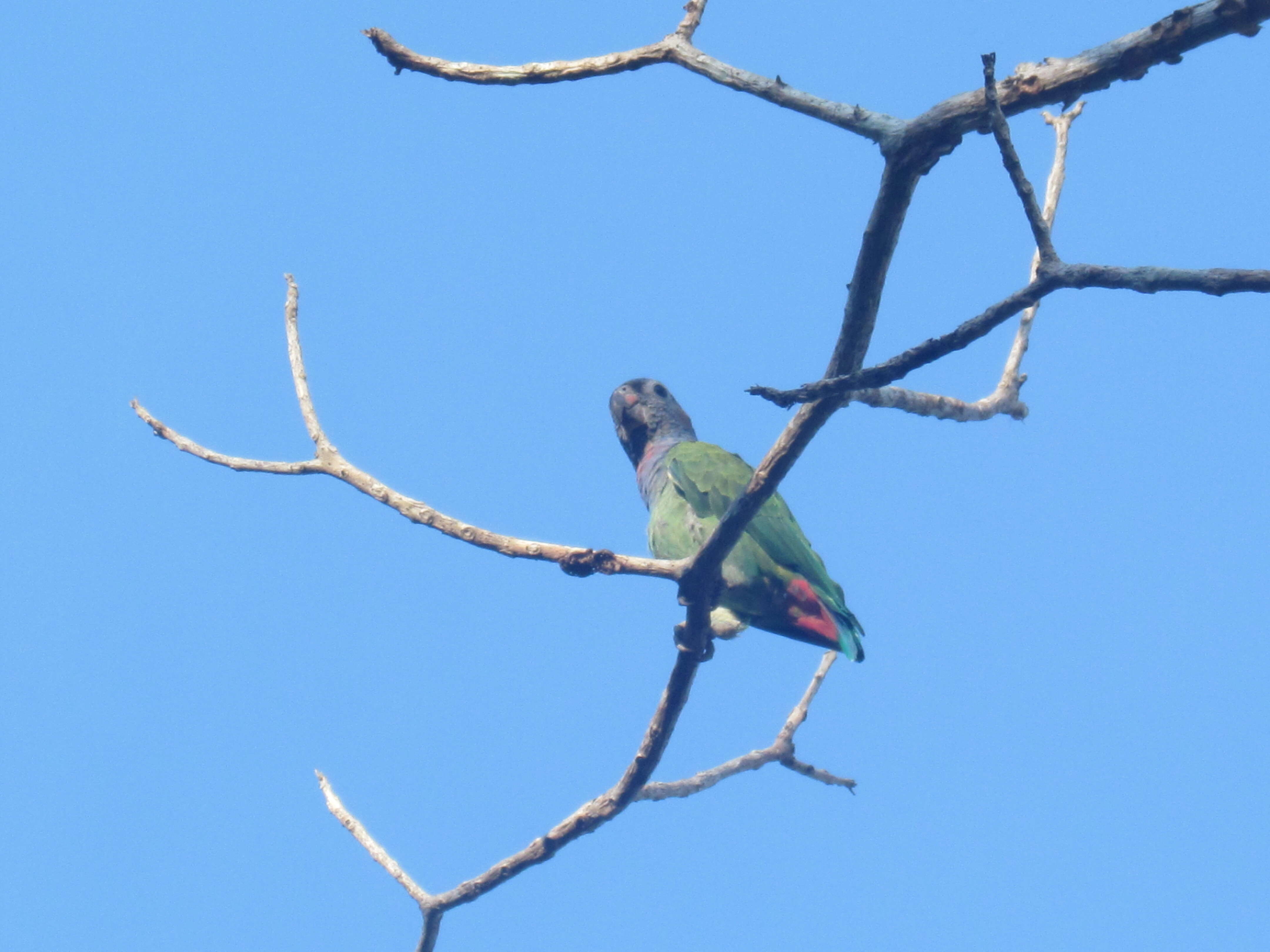 Image of Blue-headed Parrot