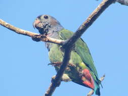 Image of Blue-headed Parrot