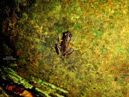 Image of Leptobrachella mjobergi Smith 1925