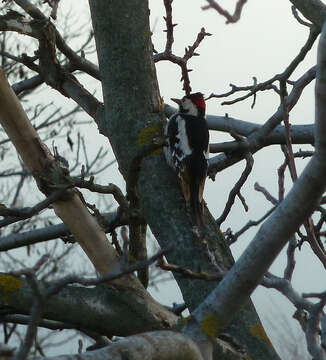 Image of Syrian Woodpecker