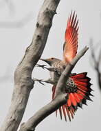 Image of Northern Flicker