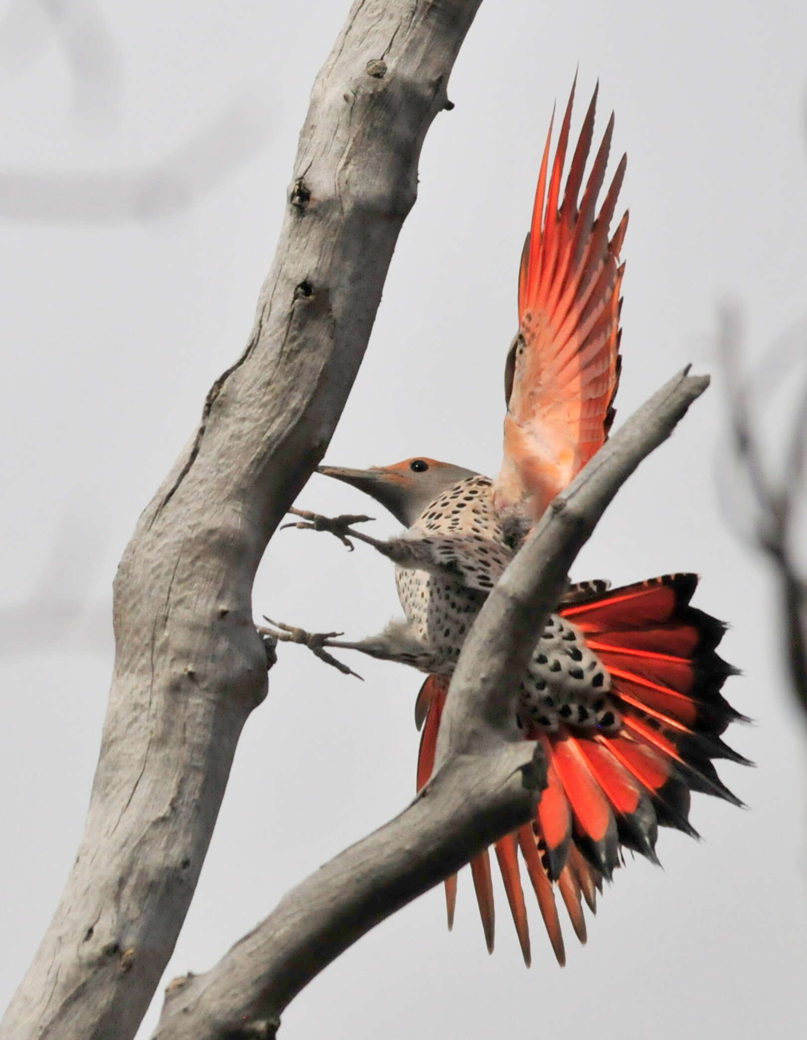 Image of Northern Flicker