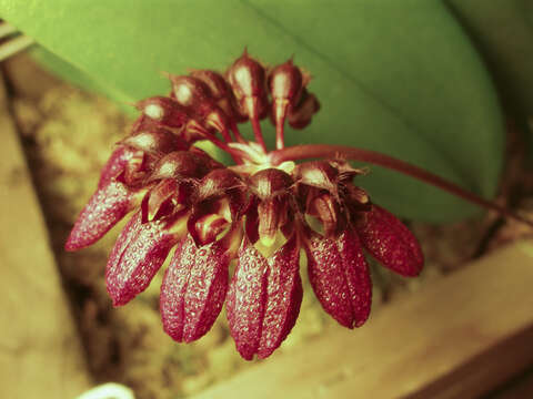 Image of Bulbophyllum corolliferum J. J. Sm.