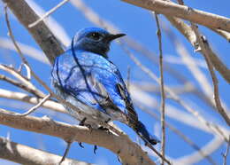 Image of Mountain Bluebird