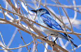 Image of Mountain Bluebird