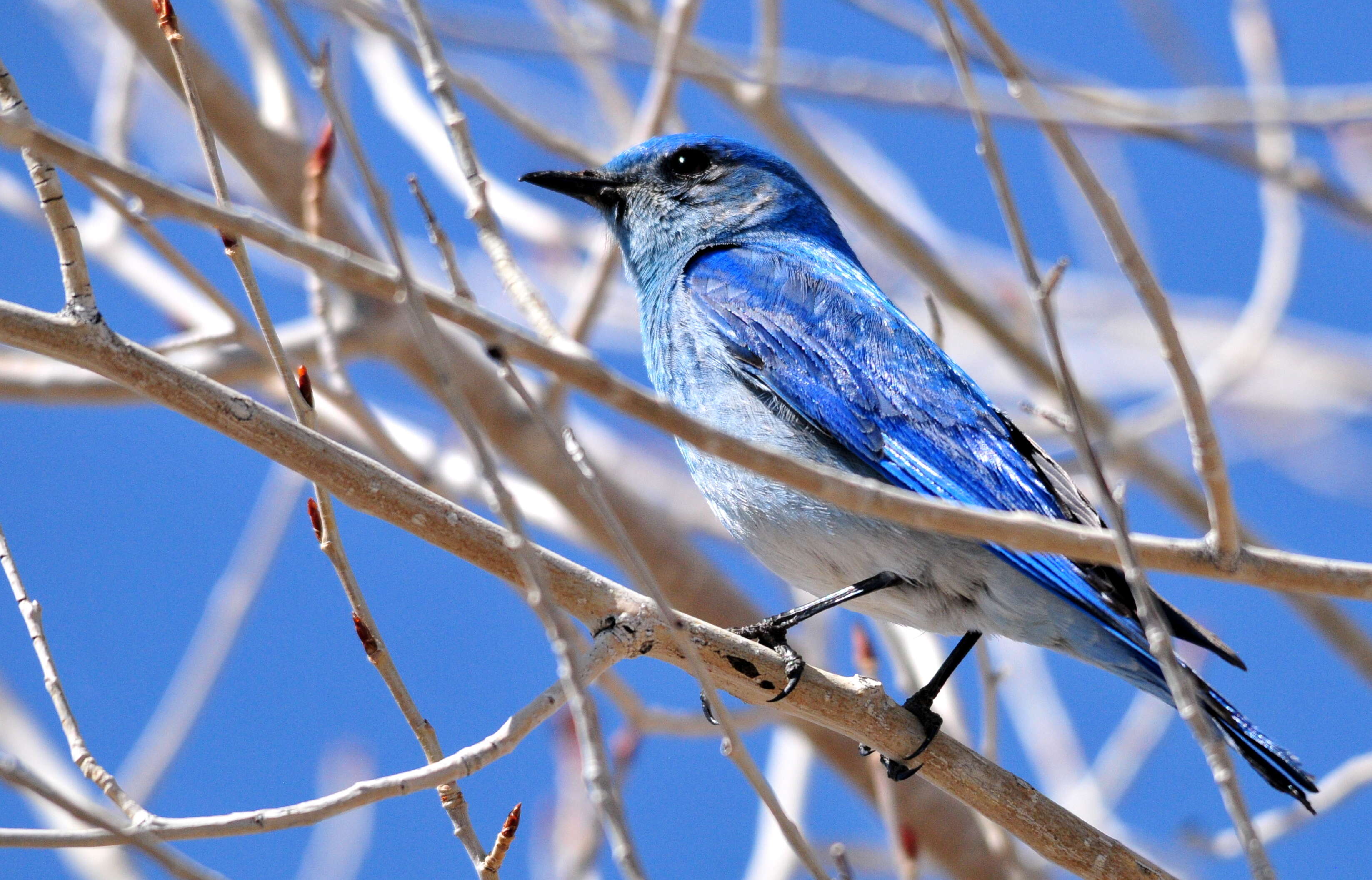 Image of Mountain Bluebird