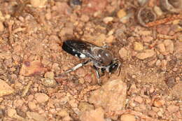 Plancia ëd Bembix vespiformis F. Smith 1856