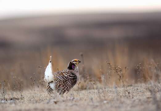 Image of Sharp-tailed Grouse