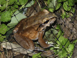 Image of Leptodactylus rhodomerus Heyer 2005