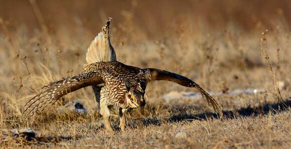 Image of Sharp-tailed Grouse