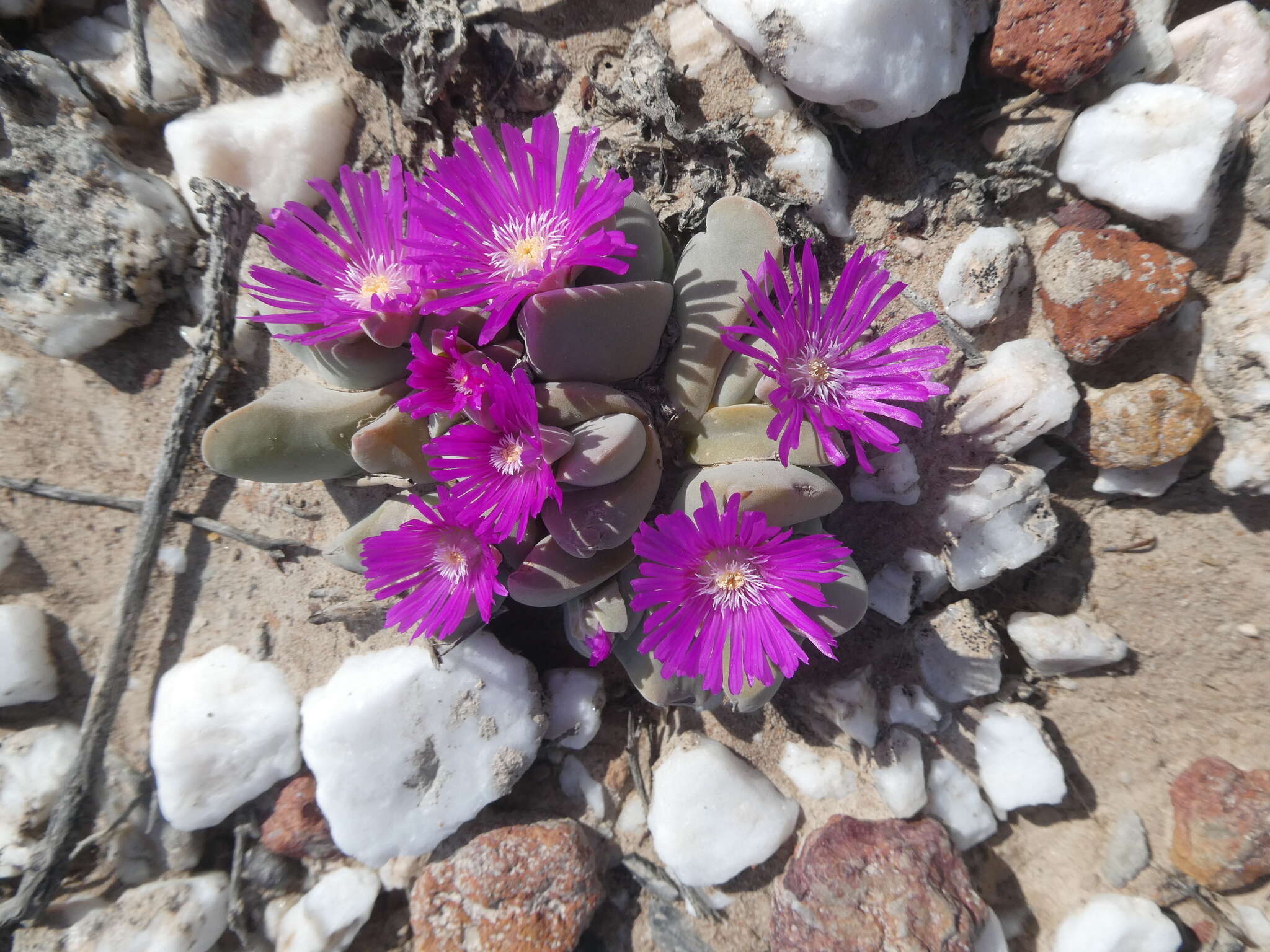 Image of Gibbaeum hartmannianum Thiede & Niesler