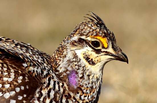 Image of Sharp-tailed Grouse