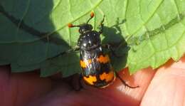 Image of Nicrophorus (Nicrophorus) interruptus (Stephens 1830)