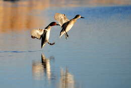 Image of Green-winged Teal
