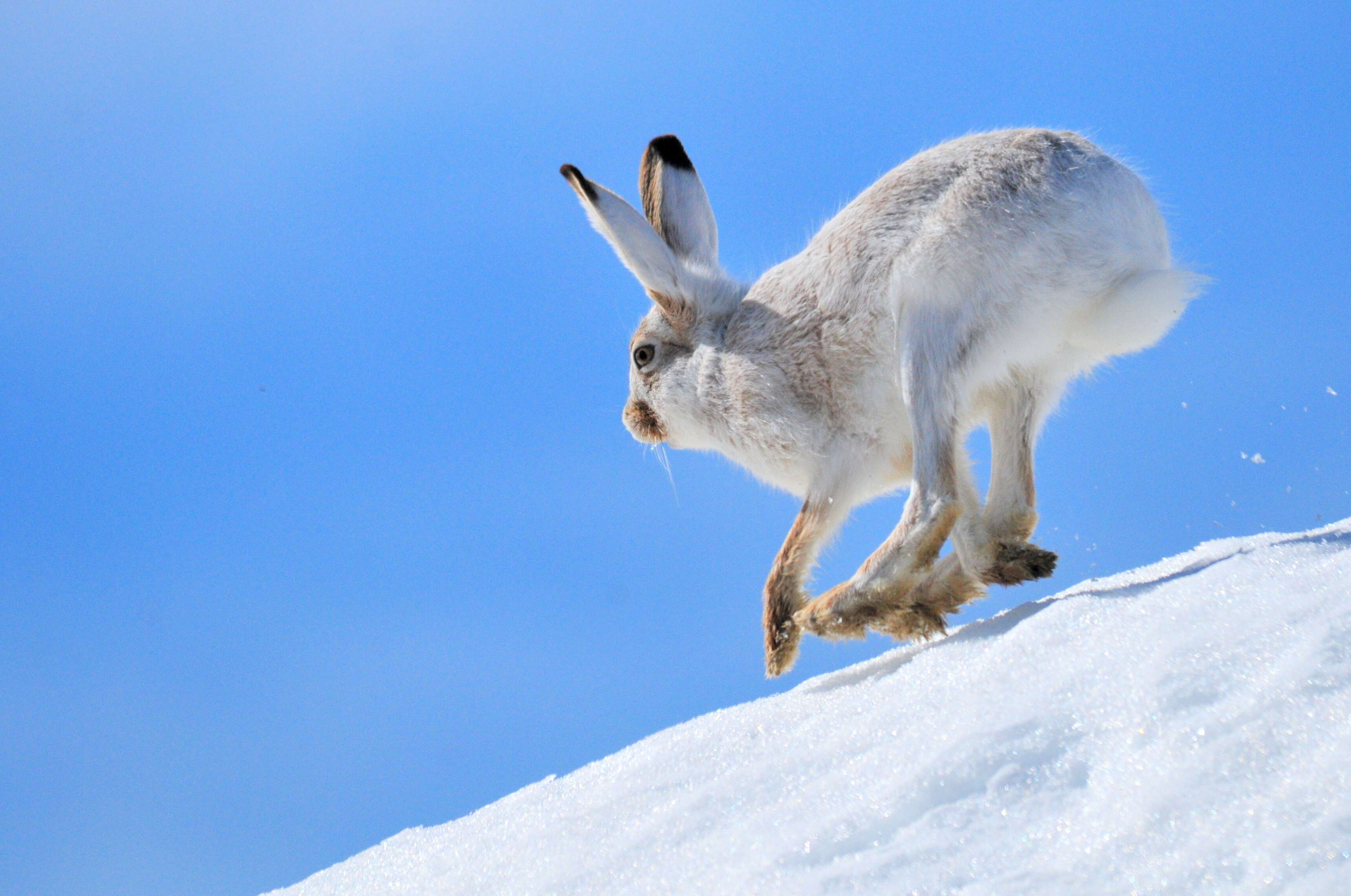 Lepus townsendii Bachman 1839 resmi