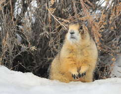 Image of White-tailed Prairie Dog