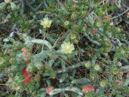 Image de Cylindropuntia caribaea (Britton & Rose) F. M. Knuth