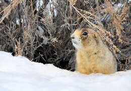 Image of White-tailed Prairie Dog