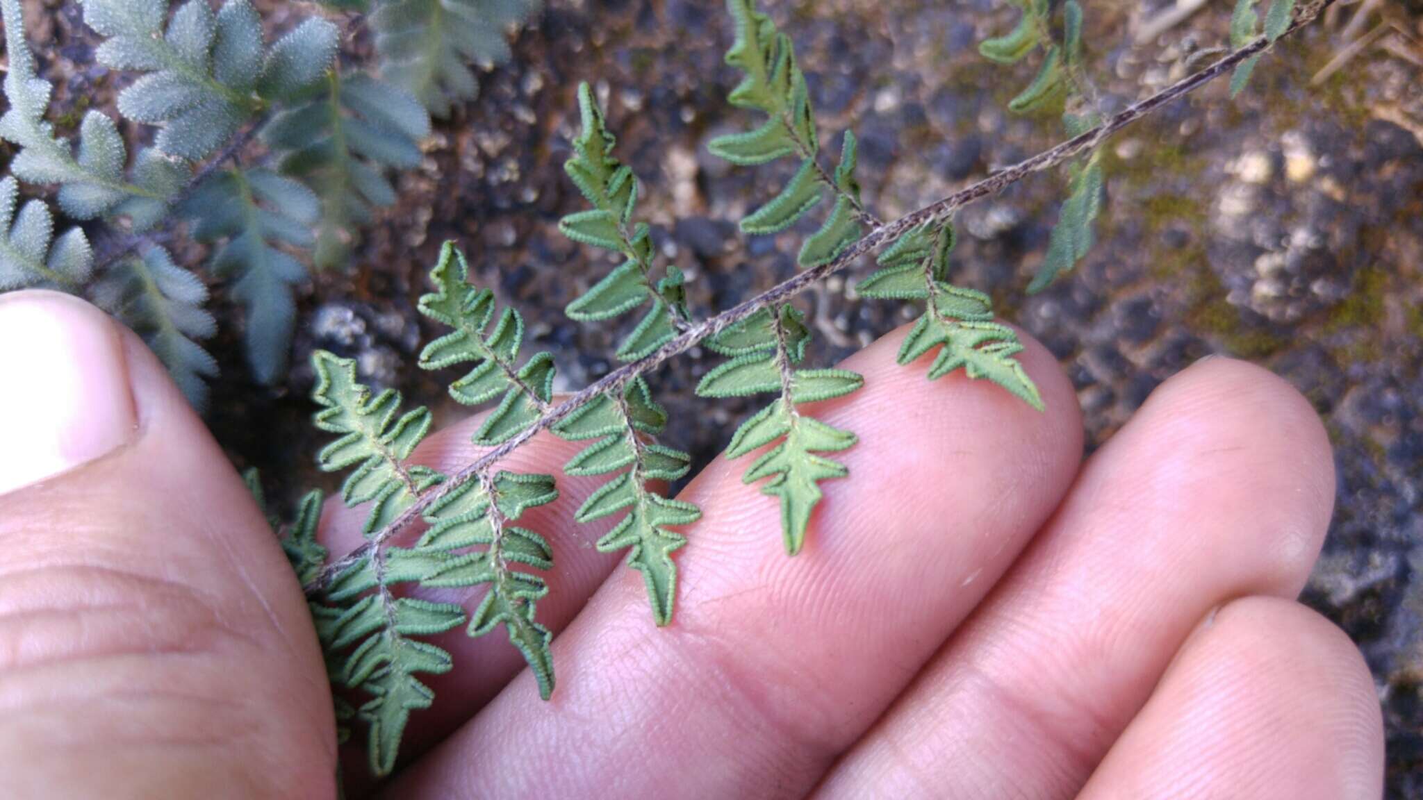 Imagem de Myriopteris scabra (C. Chr.) Grusz & Windham