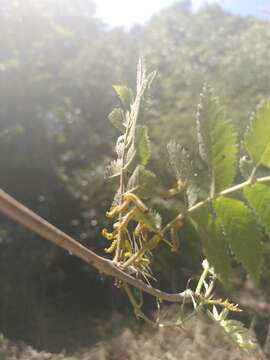 Image of Mountain-ash sawfly