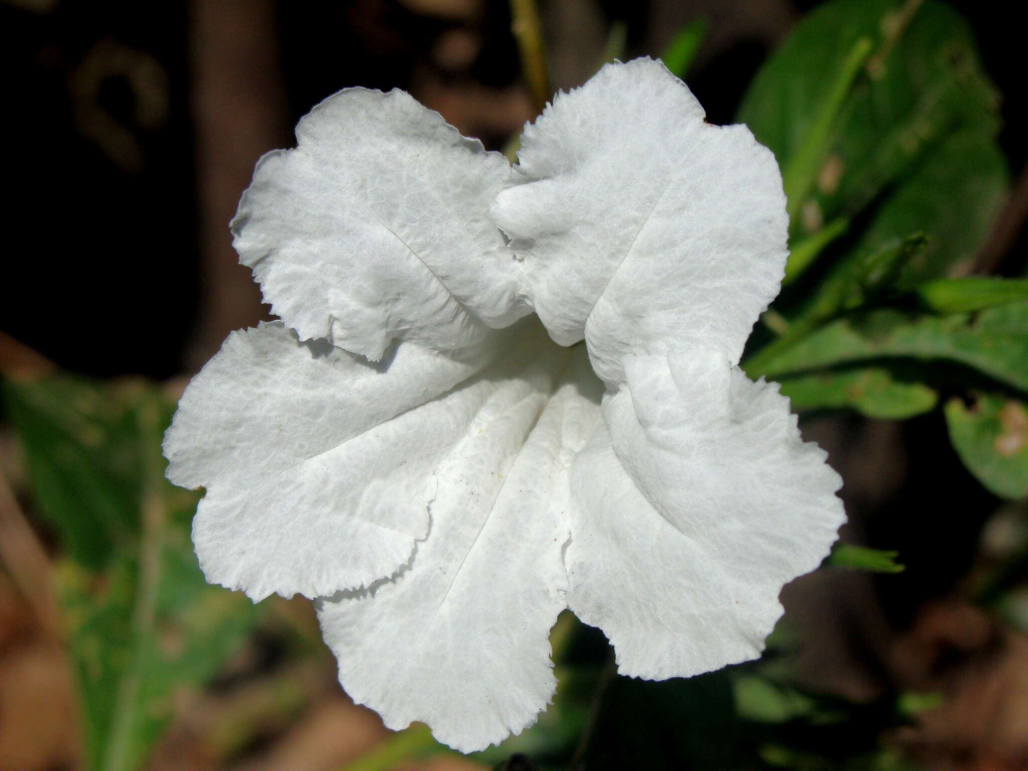 Image of hairyflower wild petunia