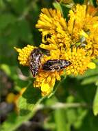 Image of Acmaeodera mudgei Westcott 2002