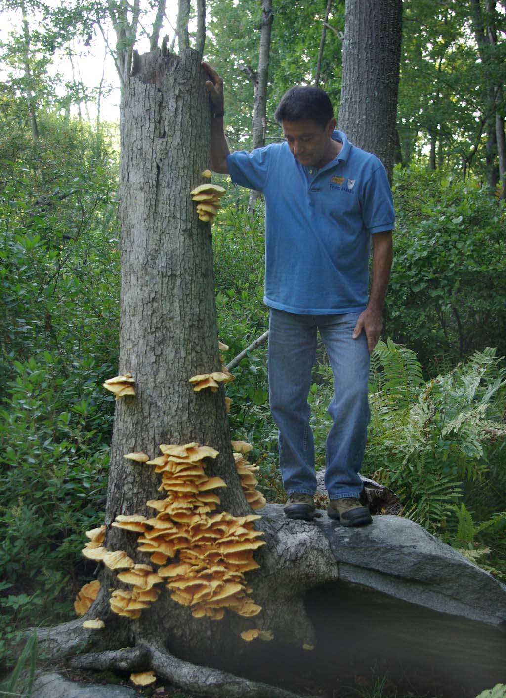 Image de Polypore soufré