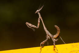 Image of Phyllothelys werneri Karny 1915