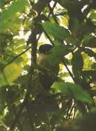 Image of Black-and-white Owl