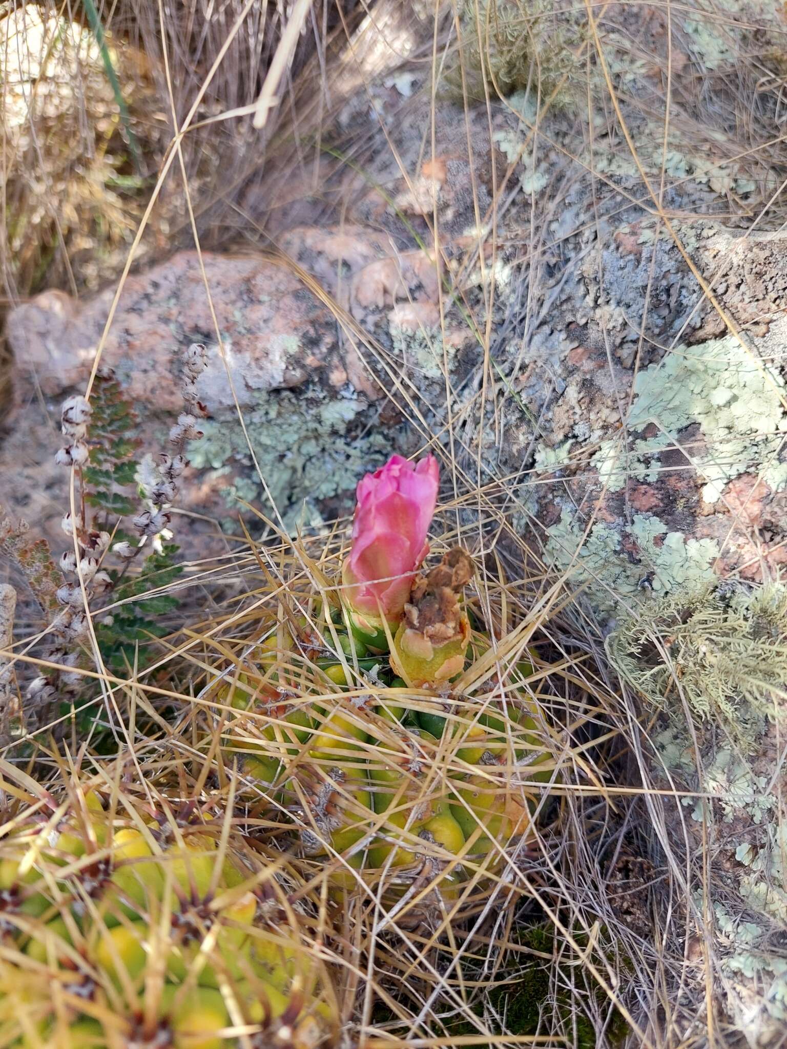 Image of Gymnocalycium monvillei subsp. monvillei